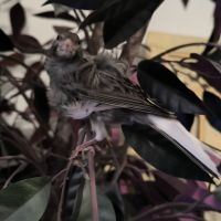 Canari frisé du nord gris #1