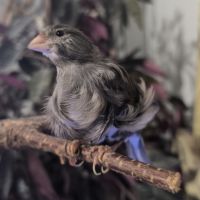 Canari frisé du nord gris #3