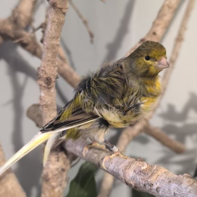 Mâle frisé du nord #1