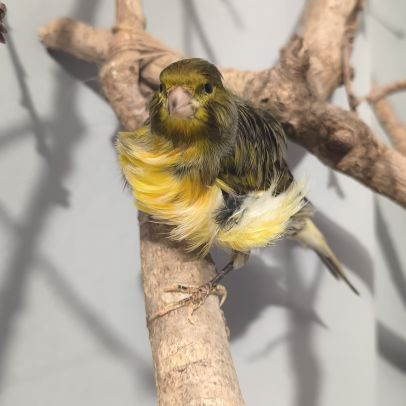 Mâle frisé du nord