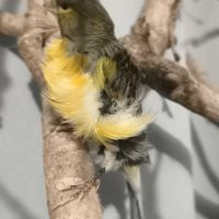 Mâle frisé du nord #3