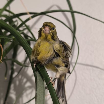Canari frisé du nord
