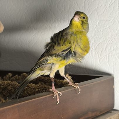 Canari frisé du nord #3