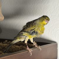 Canari frisé du nord #2