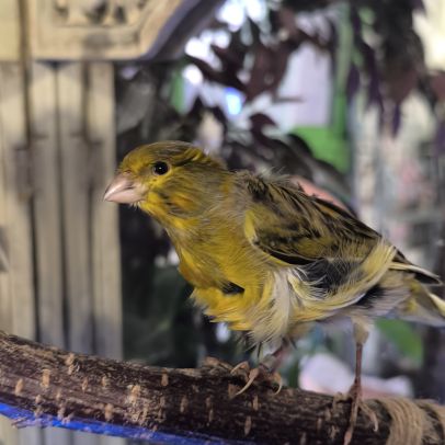 Canari frisé mâle