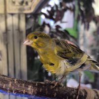 Canari frisé mâle