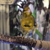 Canari frisé mâle #2