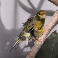 Canari frisé mâle #3