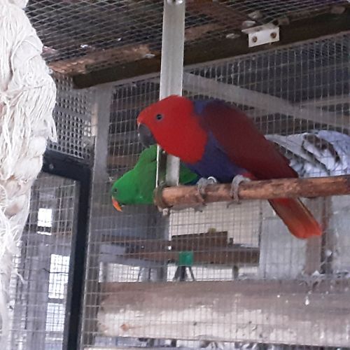 Eclectus femelle #1