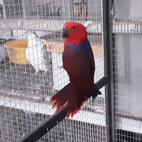 Eclectus femelle #0