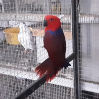 Eclectus femelle