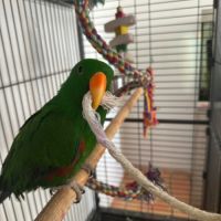 Eclectus male #3
