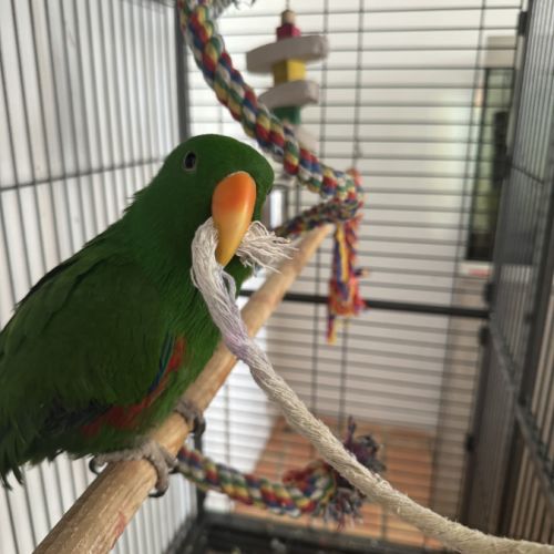 Perroquet eclectus #1