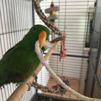 Perroquet eclectus #1