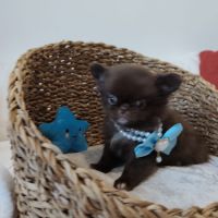 Chihuahua #3