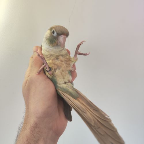 Conure de molina eam #1