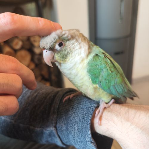 Conure de molina eam #5