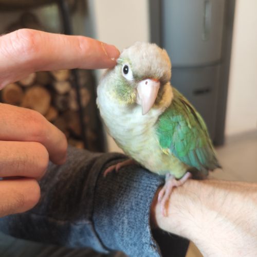 Conure de molina eam #6