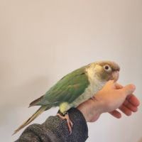 Conure de molina eam