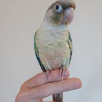 Conure de molina eam #3
