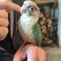 Conure de molina eam #4