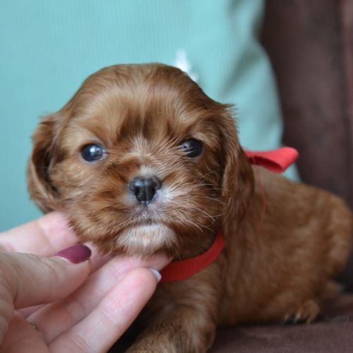 Chiots cavaliers king charles lof #1