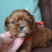 Chiots cavaliers king charles lof #1