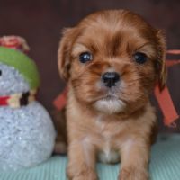 Chiots cavaliers king charles lof