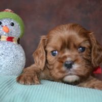 Chiots cavaliers king charles lof #3