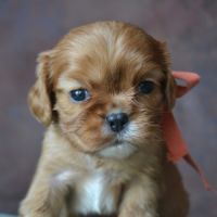 Chiots cavaliers king charles lof #4