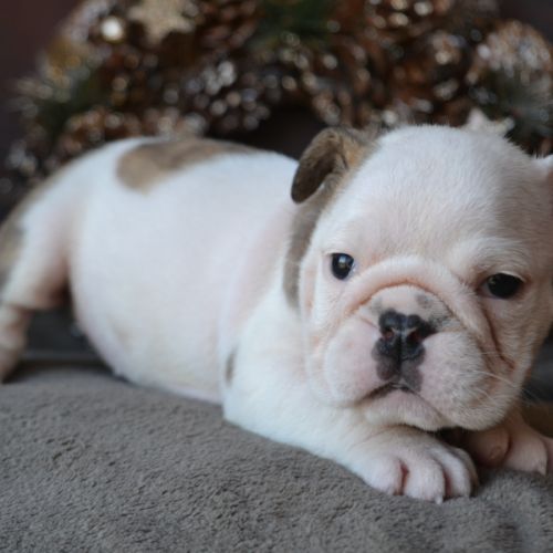 Chiots bulldog anglais lof #2