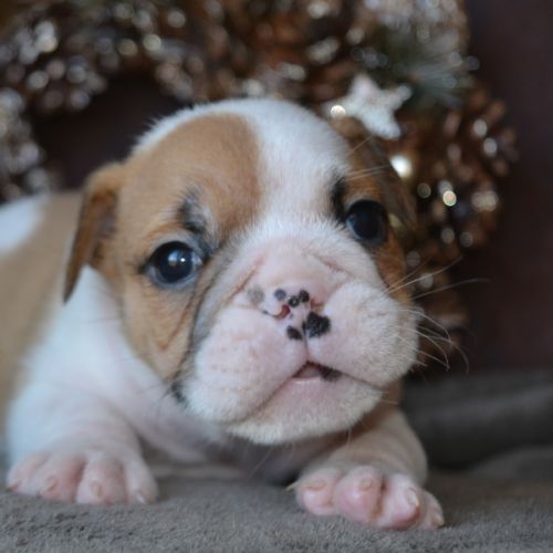 Chiots bulldog anglais lof #3