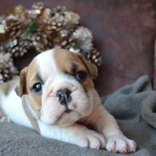 Chiots bulldog anglais lof #5