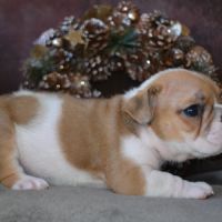 Chiots bulldog anglais lof #1