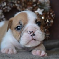 Chiots bulldog anglais lof #3