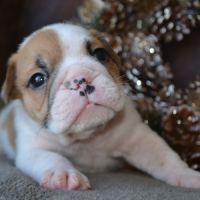 Chiots bulldog anglais lof
