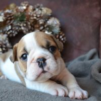 Chiots bulldog anglais lof #5