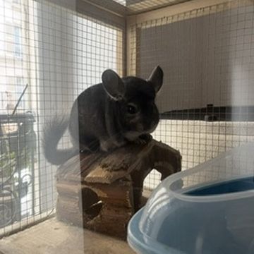 Chinchilla à donner #2
