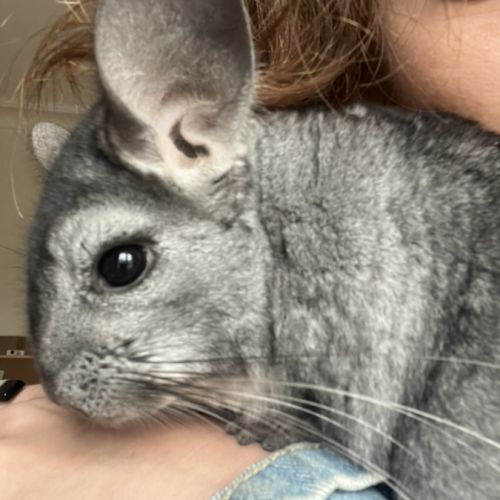 Chinchilla à donner #0