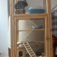 Chinchilla à donner #1