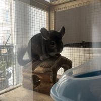Chinchilla à donner #2