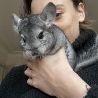 Chinchilla à donner #3