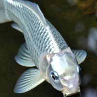 Magnifique carpe koï voile de 5 ans