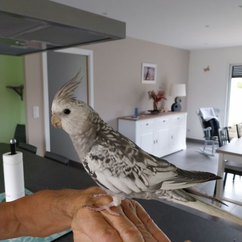 Calopsitte mâle eam