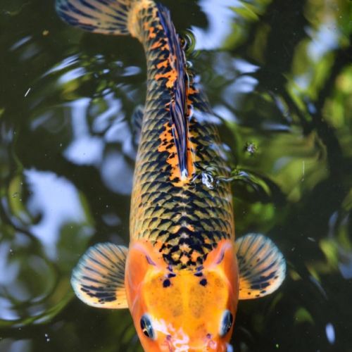 Magnifique carpe koï orange de 5 ans