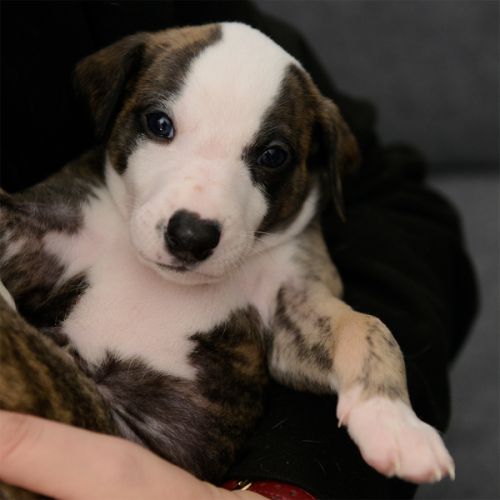 Chiots whippets lof à réserver - dispos au 7 janv #2