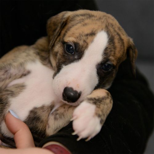 Chiots whippets lof à réserver - dispos au 7 janv #4