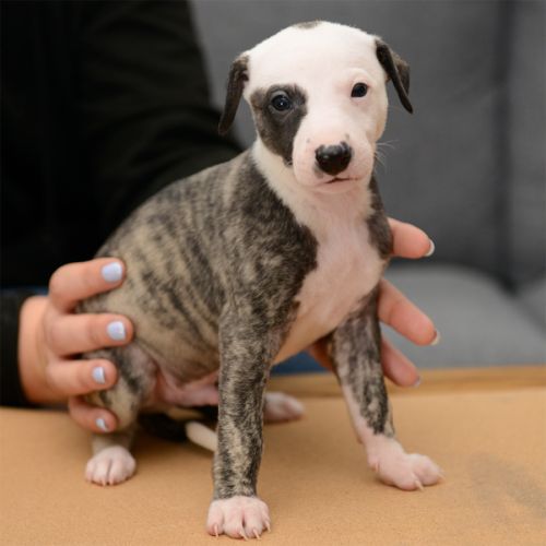 Chiots whippets lof à réserver - dispos au 7 janv #5