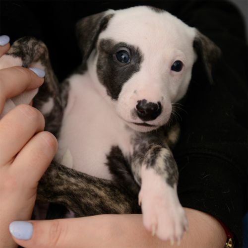 Chiots whippets lof à réserver - dispos au 7 janv #6