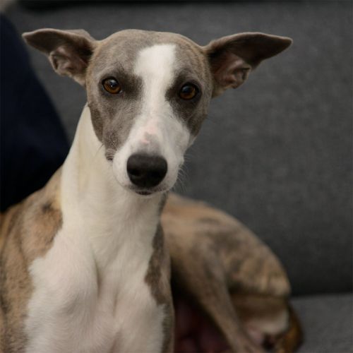 Chiots whippets lof à réserver - dispos au 7 janv #8